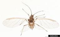 Female vivipara. Habitus.