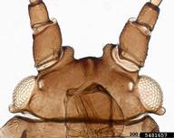 Female vivipara. Head.