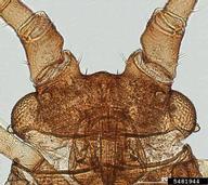 Female vivipara. Head.