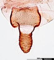 Female vivipara. Cauda.