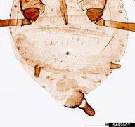 Female vivipara. Abdomen.