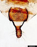 Female vivipara. Cauda.