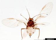 Female vivipara. Habitus.