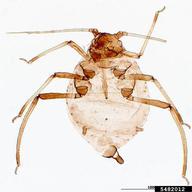 Female vivipara. Habitus.