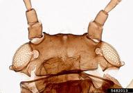 Female vivipara. Head.