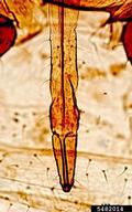 Female vivipara. Rostrum.