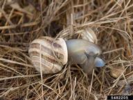 milk snail (<em>Otala lactea</em>) adult(s) on (<em> </em>)