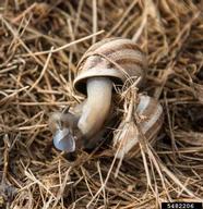 milk snail (<em>Otala lactea</em>) adult(s) on (<em> </em>)