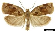 brown oak Tortrix (<em>Archips crataegana</em>) adult(s) on  (<em>  </em>)