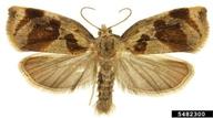 brown oak Tortrix (<em>Archips crataegana</em>) adult(s) on  (<em>  </em>)