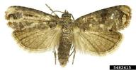 Tortricid moth (<em>Cydia fabivora</em>) adult(s) on (<em> </em>)