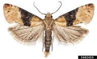 european grape berry moth (<em>Eupoecilia ambiguella</em>) adult(s) on (<em> </em>)