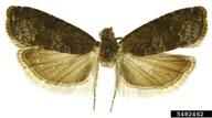 plum fruit moth (<em>Grapholita funebrana</em>) adult(s) on (<em> </em>)