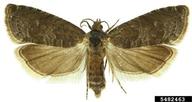 plum fruit moth (<em>Grapholita funebrana</em>) adult(s) on (<em> </em>)