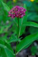 purple milkweed (<em>Asclepias purpurascens</em>) flower(s) on (<em> </em>)
