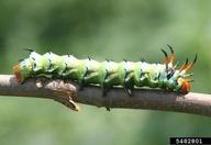 hickory horned devil (<em>Citheronia regalis</em>) larva(e) on (<em> </em>)