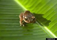 coqui (<em>Eleutherodactylus coqui</em>) adult(s) on (<em> </em>)
