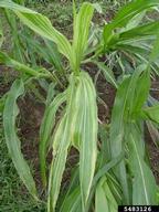 Philippine downy mildew (<em>Peronosclerospora philippinensis</em>) symptoms on corn (<em>Zea mays</em>)