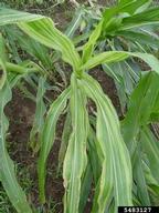 Philippine downy mildew (<em>Peronosclerospora philippinensis</em>) symptoms on corn (<em>Zea mays</em>)