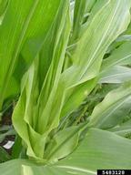 Philippine downy mildew (<em>Peronosclerospora philippinensis</em>) symptoms on corn (<em>Zea mays</em>)