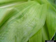 Philippine downy mildew (<em>Peronosclerospora philippinensis</em>) sign on corn (<em>Zea mays</em>)