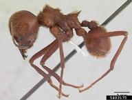 forest bachac (<em>Atta cephalotes</em>) adult(s) on  (<em>  </em>)