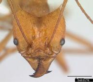forest bachac (<em>Atta cephalotes</em>) adult(s) on  (<em>  </em>)