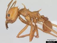 forest bachac (<em>Atta cephalotes</em>) adult(s) on  (<em>  </em>)