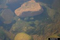mysterysnails (<em>Cipangopaludina spp.</em>) adult(s) on (<em> </em>)
