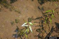 mysterysnails (<em>Cipangopaludina spp.</em>) adult(s) on (<em> </em>)