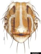 Thorax.