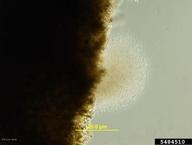 Bacterial streaming from cut tissue.