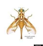 Habitus.