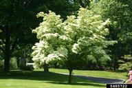 Kousa dogwood (<em>Cornus kousa</em>) tree(s) on (<em> </em>)