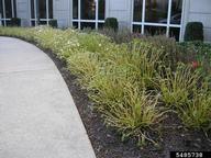 downy mildew (<em>Plasmopara obducens</em>) symptoms on touch-me-not (<em>Impatiens spp.</em>)