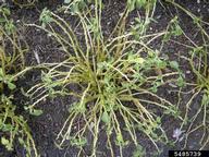downy mildew (<em>Plasmopara obducens</em>) symptoms on touch-me-not (<em>Impatiens spp.</em>)