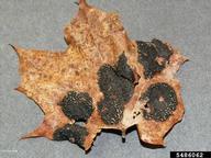 Apothecia in tar spots (Spring)