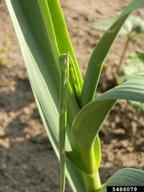 leek moth (<em>Acrolepiopsis assectella</em>) damage on cultivated garlic (<em>Allium sativum</em>)