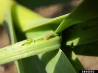 leek moth (<em>Acrolepiopsis assectella</em>) larva(e) on cultivated garlic (<em>Allium sativum</em>)