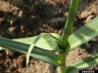 leek moth (<em>Acrolepiopsis assectella</em>) damage on cultivated garlic (<em>Allium sativum</em>)