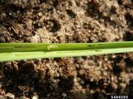 leek moth (<em>Acrolepiopsis assectella</em>) larva(e) on (<em> </em>)