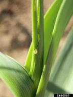 leek moth (<em>Acrolepiopsis assectella</em>) larva(e) on cultivated garlic (<em>Allium sativum</em>)