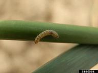 leek moth (<em>Acrolepiopsis assectella</em>) larva(e) on cultivated garlic (<em>Allium sativum</em>)