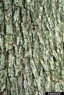 American elm bark