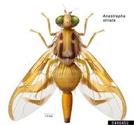 A. Norrbom et al., Systematic Entomology Laboratory,  Bugwood.org Habitus.