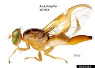 A. Norrbom et al., Systematic Entomology Laboratory,  Bugwood.org Habitus.
