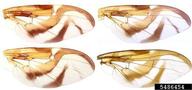 A. Norrbom et al., Systematic Entomology Laboratory,  Bugwood.org Wings.