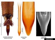 A. Norrbom et al., Systematic Entomology Laboratory,  Bugwood.org Terminalia (genitalia). Left: eversible membrane with aculeus tip, dorsal. Center: aculeus and tip, ventral. Right: aculeus tip (SEM), ventral.