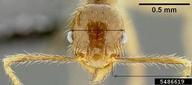 Antennal scapes distinctly longer than head width.