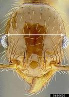 Head width.